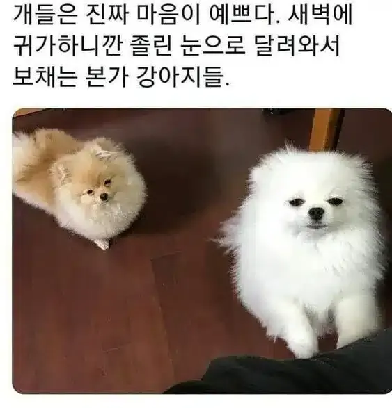 개들은 진짜 마음이 예쁘다.jpg
