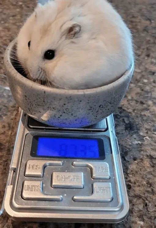 부모님댁에 햄찌 맡기면 안되는 이유