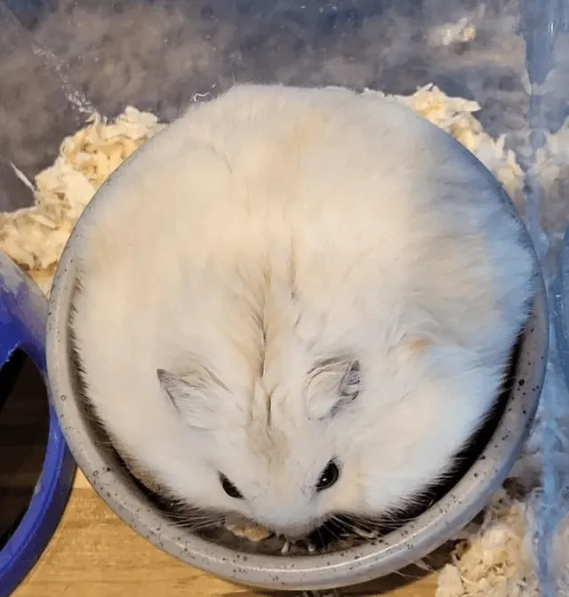 부모님댁에 햄찌 맡기면 안되는 이유