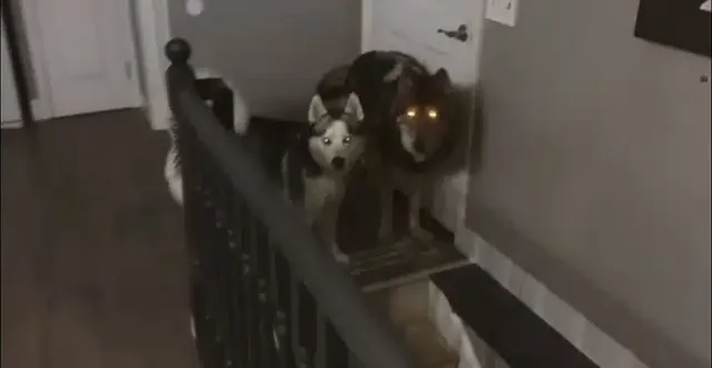 늑대개는 허스키와 눈빛부터 다르다