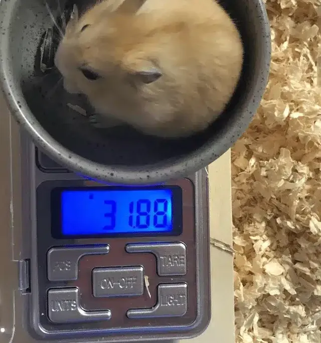 부모님댁에 햄찌 맡기면 안되는 이유