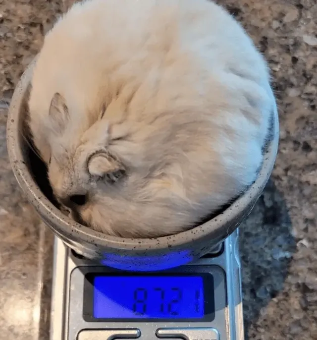 부모님댁에 햄찌 맡기면 안되는 이유