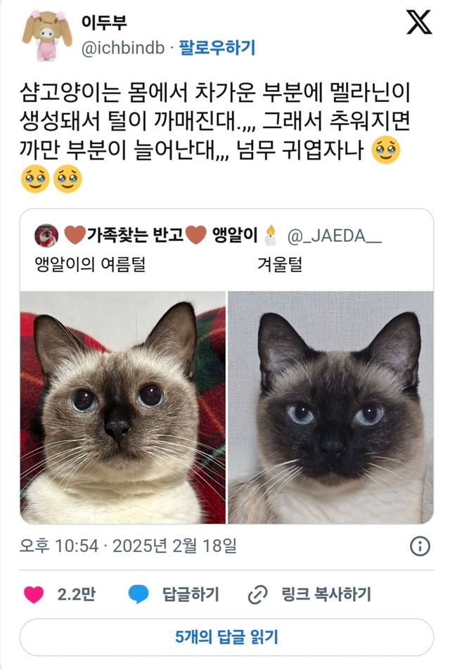 샴고양이는 몸에서 차가운 부분에 멜라닌이 생성돼서 털이 까매진대