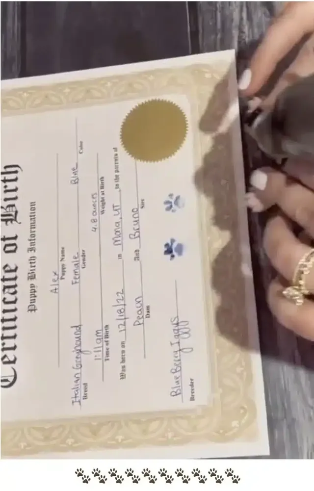 출생 증명서에 지장 찍는 아기 강아지