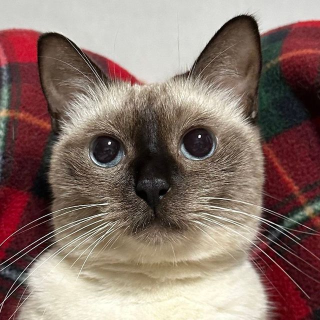 샴고양이는 몸에서 차가운 부분에 멜라닌이 생성돼서 털이 까매진대