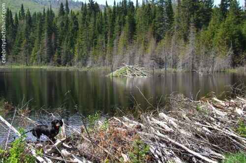 설치류 비버가 만든 댐.jpg