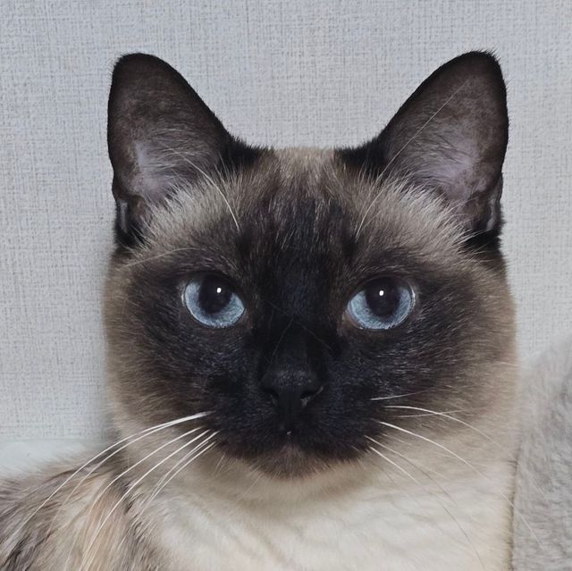 샴고양이는 몸에서 차가운 부분에 멜라닌이 생성돼서 털이 까매진대