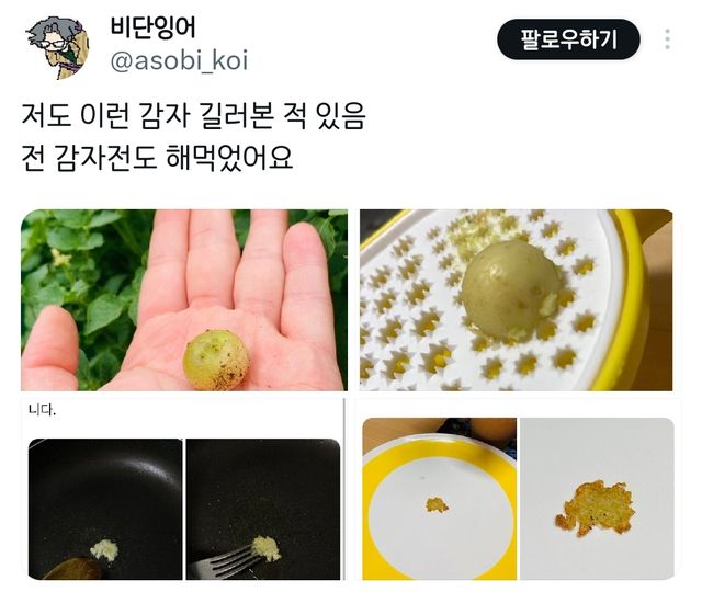 제가 재배한 파프리카 보실 분