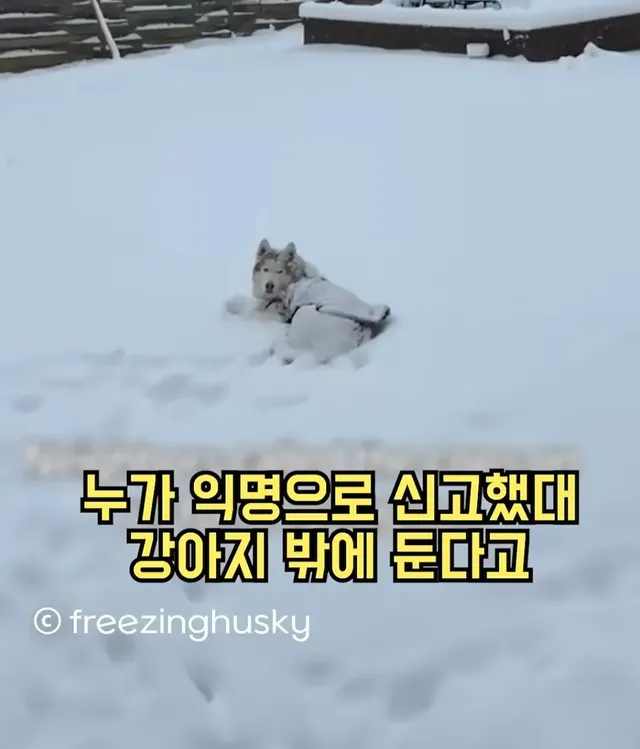 한겨울에 개를 밖에 놔뒀다고 신고당함