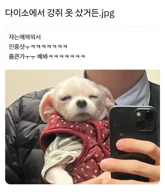다이소에서 강쥐옷 샀거든