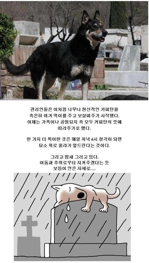 6년동안 주인묘지지킨 충견.jpg