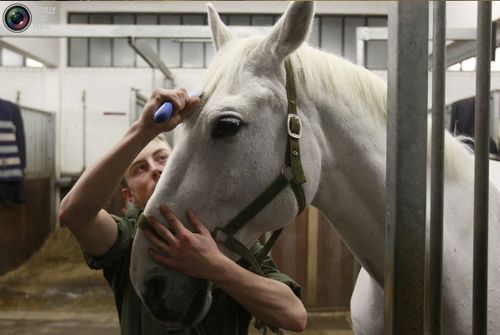 영국 왕실 기마대.jpg