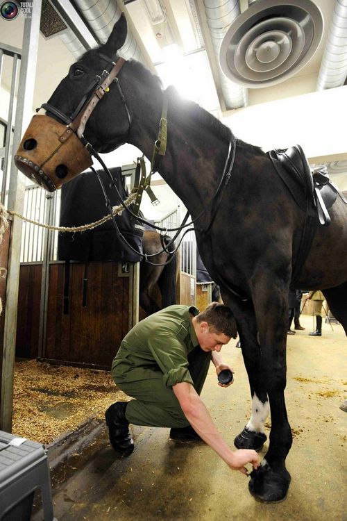 영국 왕실 기마대.jpg