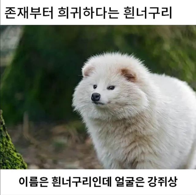 희귀한 존재 흰너구리.jpg