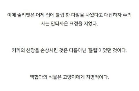 주인의 무지로 죽은 고양이.jpg