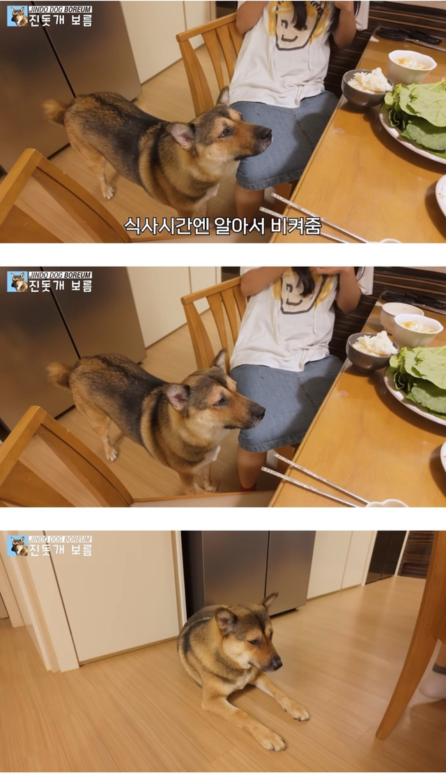 진돗개는 식탐 조절을 잘한다