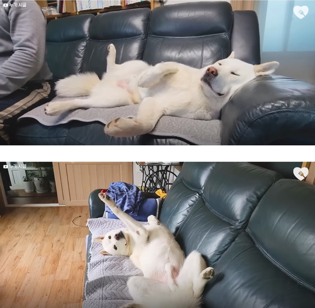 진돗개는 식탐 조절을 잘한다