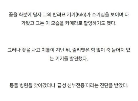 주인의 무지로 죽은 고양이.jpg