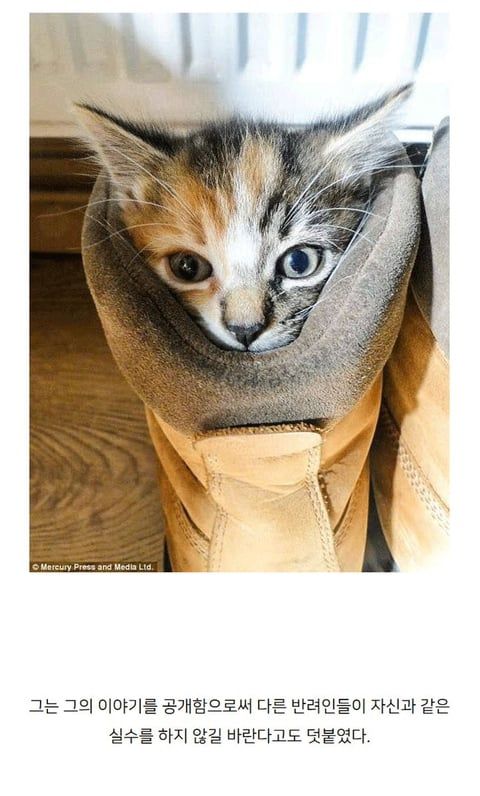 주인의 무지로 죽은 고양이.jpg