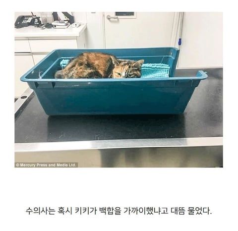주인의 무지로 죽은 고양이.jpg