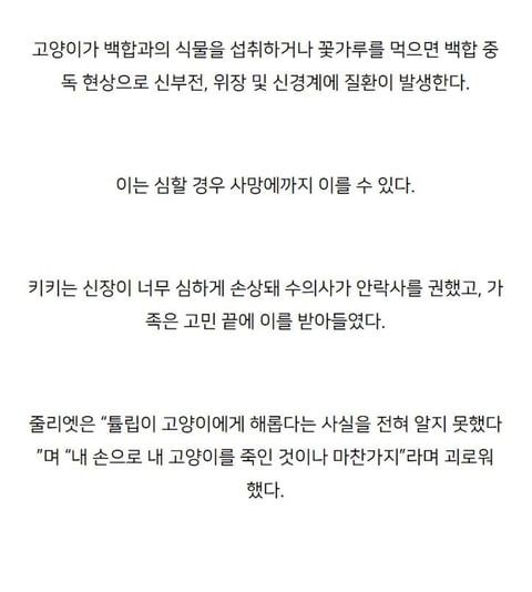 주인의 무지로 죽은 고양이.jpg