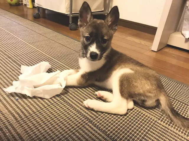 개를 키우고 바뀐 점이 많다는 일본인