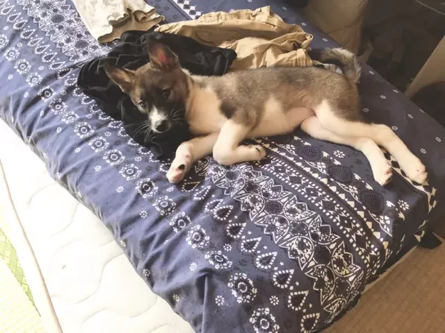 개를 키우고 바뀐 점이 많다는 일본인