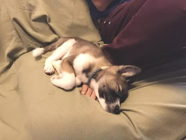 개를 키우고 바뀐 점이 많다는 일본인