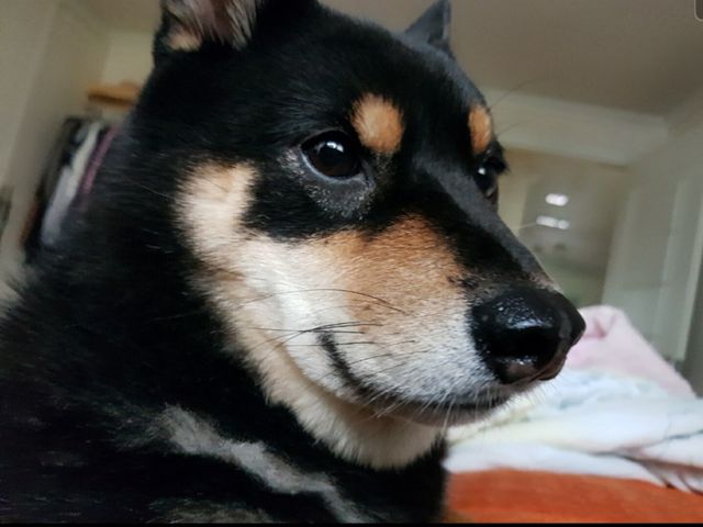 자기집 댕댕이 자랑하는 사람.jpg