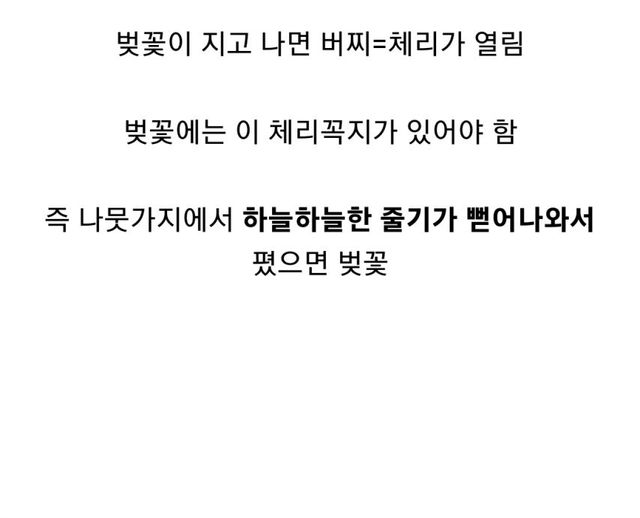 이거 벚꽃이야 매화야?? 간단히 구분하는법