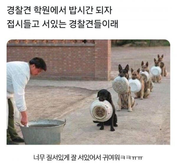 경찰견 배식시간