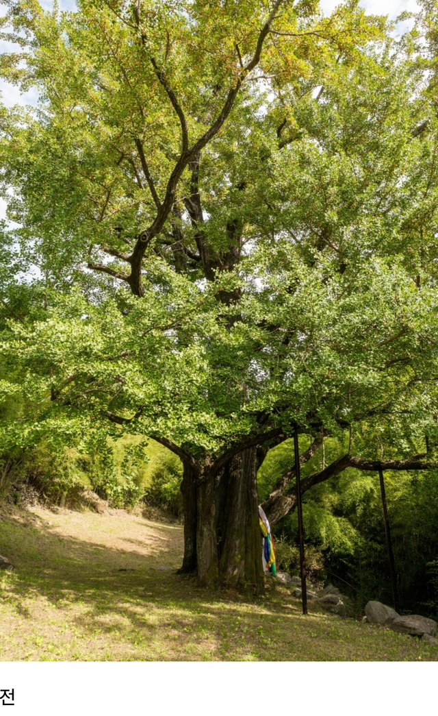 산불로 하동 두양리의 900살 은행나무 소실