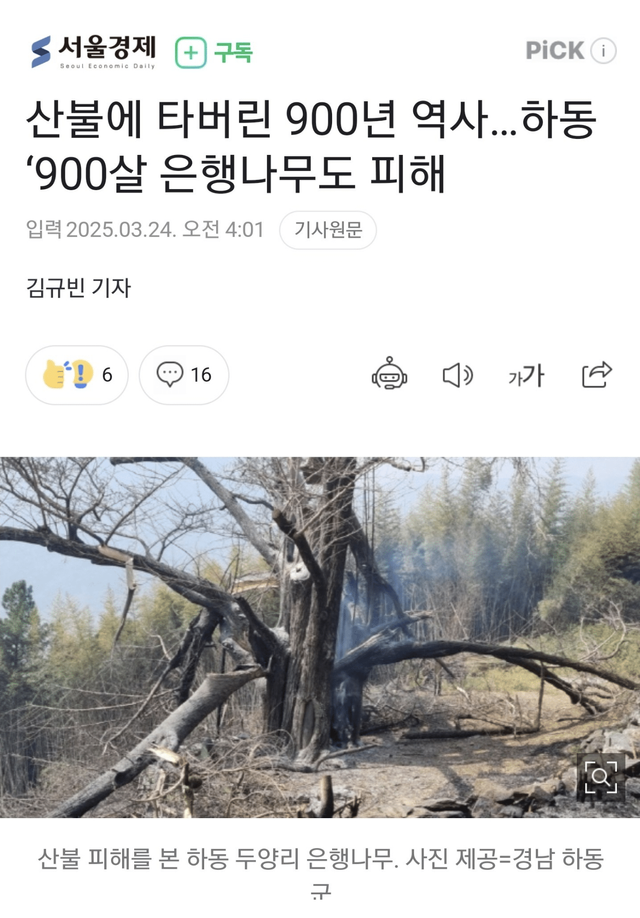 산불로 하동 두양리의 900살 은행나무 소실