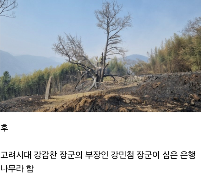 산불로 하동 두양리의 900살 은행나무 소실