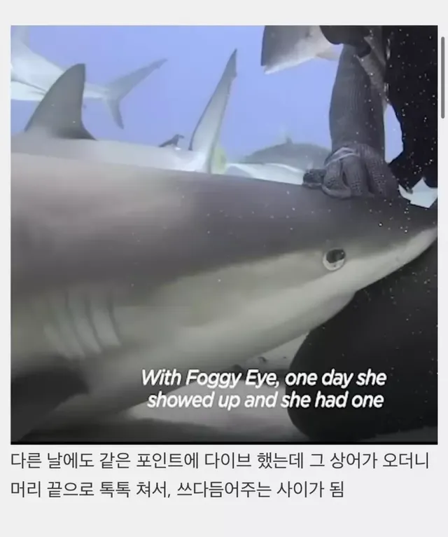 상어들의 맛집이 된 다이버