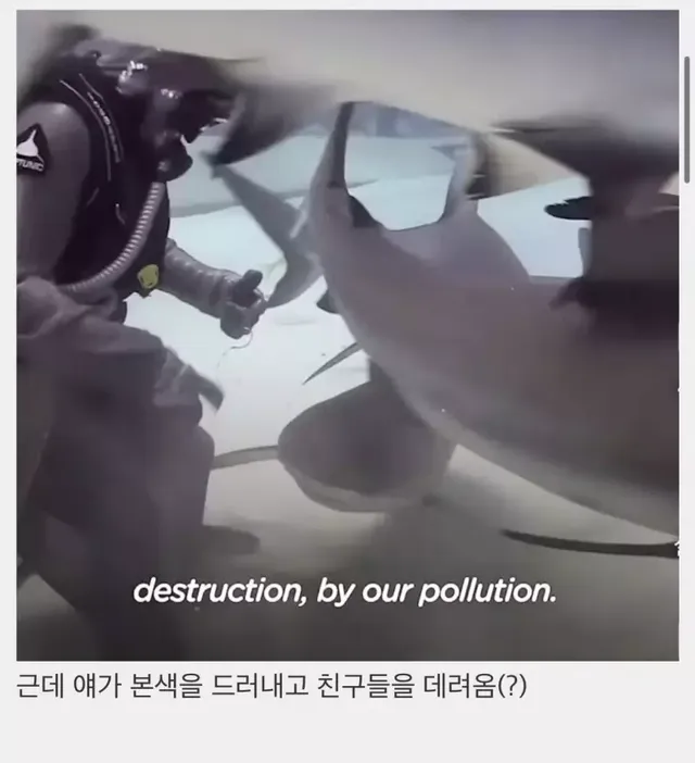 상어들의 맛집이 된 다이버
