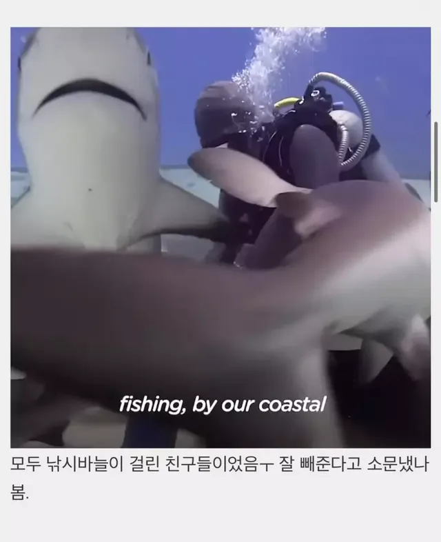 상어들의 맛집이 된 다이버