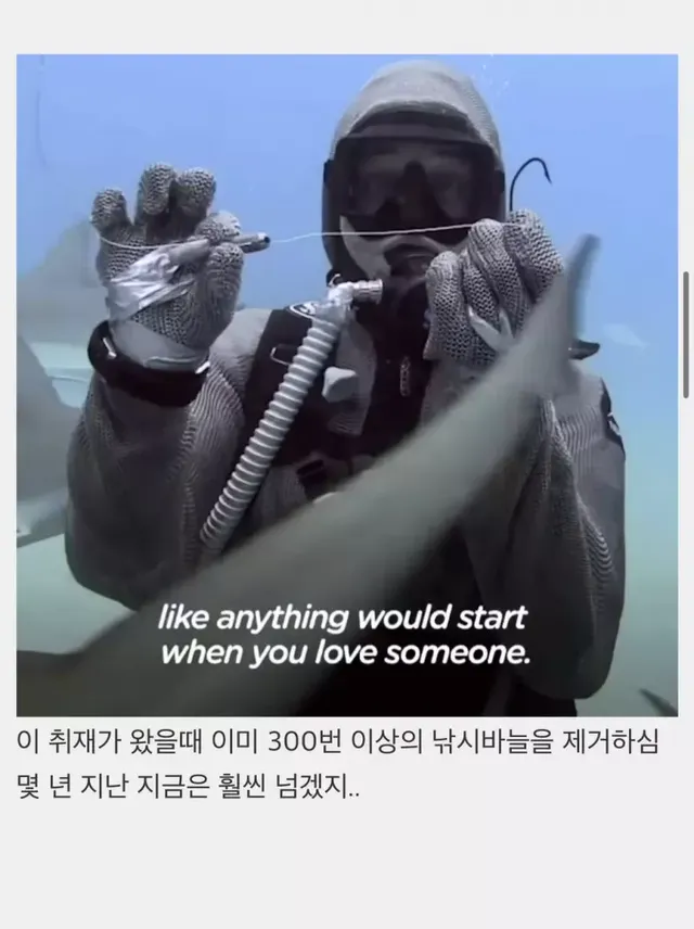 상어들의 맛집이 된 다이버