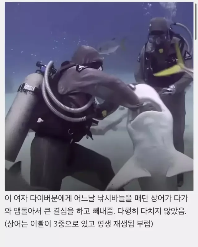 상어들의 맛집이 된 다이버