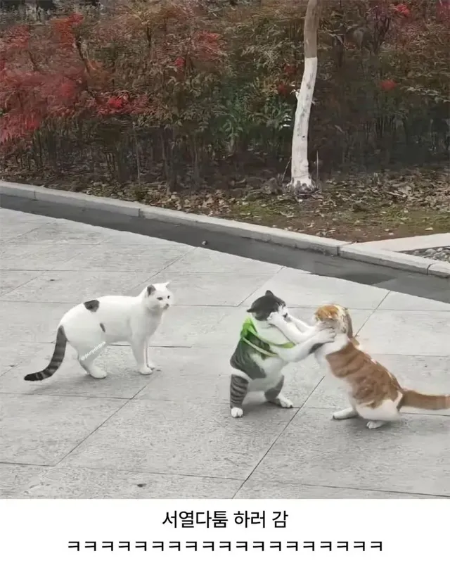 귀여운 거북이 가방 메고 어딜 가냐옹?