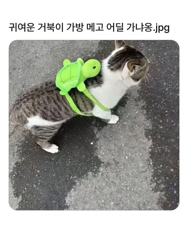 귀여운 거북이 가방 메고 어딜 가냐옹?