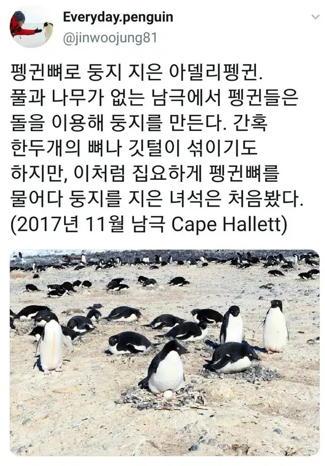 펭귄만 바라보는 인생을 산 펭귄 연구가도 경악한 아델리 펭귄