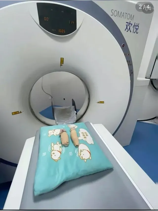 mri 찍는 햄스터들