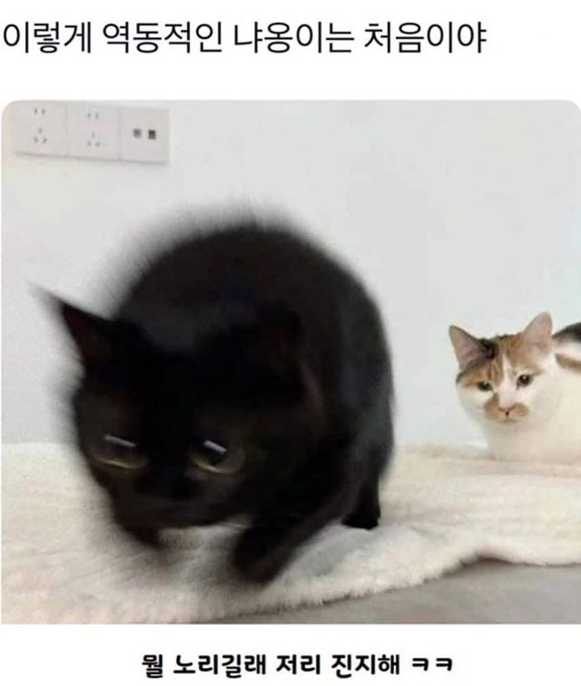 이렇게 역동적인 냐옹이는 처음이야