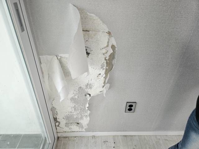 리트리버와 단 둘이 살았던 여자 임차인.jpg