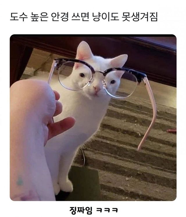 도수 높은 안경 쓰면 냥이도