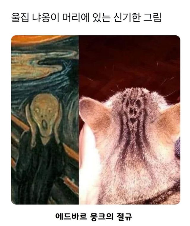 고양이 머리에 있는 예술작품