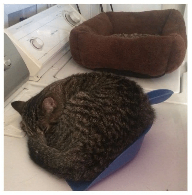 큰맘먹고 3만원짜리 고양이 침대 구입한 후기