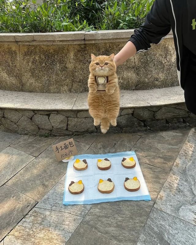갓 구운 따끈따끈한 빵 파는 냥이 사장님