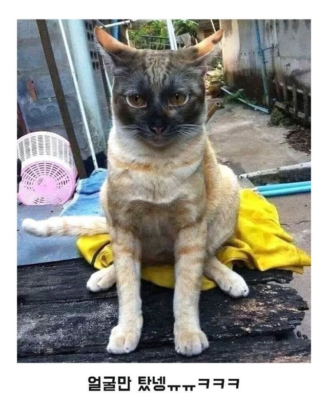 아궁이에서 잠든 고양이